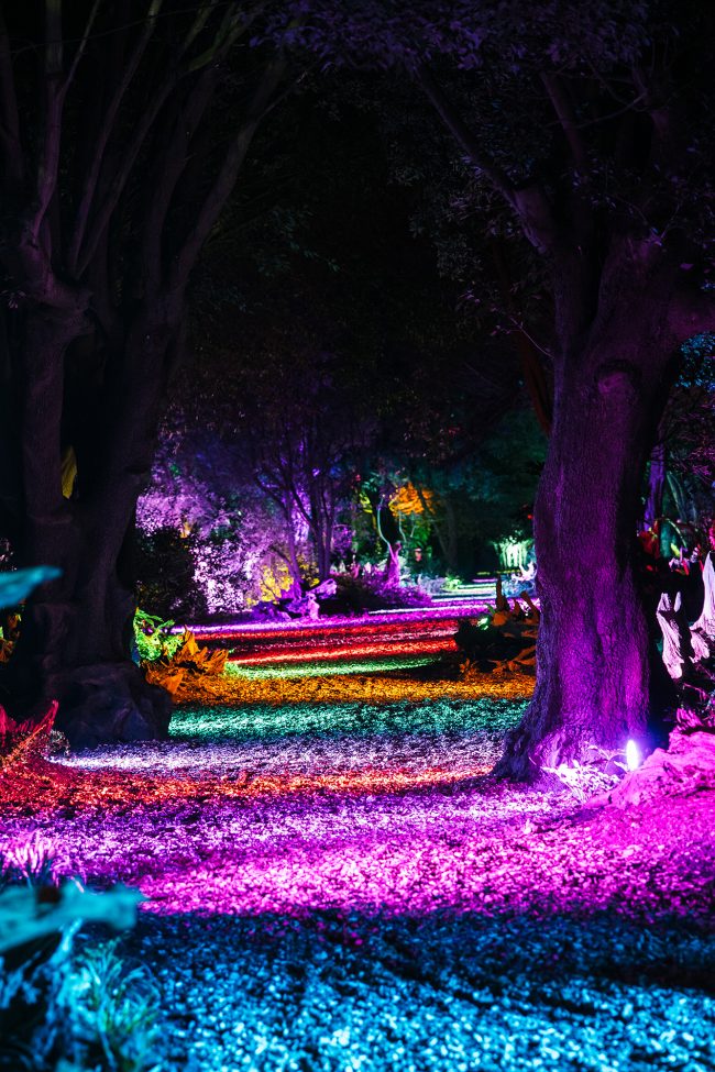 Ickworth Light Nights